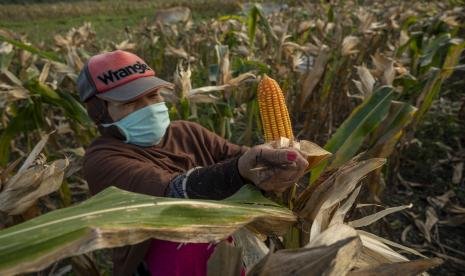 Jagung-Jadi-Tanaman-Utama-di-Nusantara-Palu