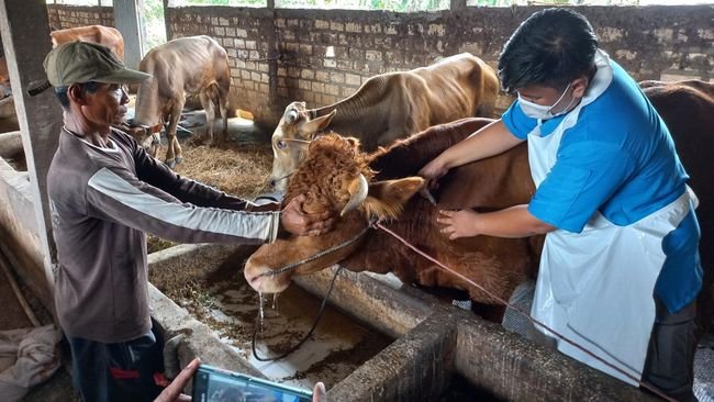 Dampak-PMK-Harga-Sapi-di-Bantul-Naik