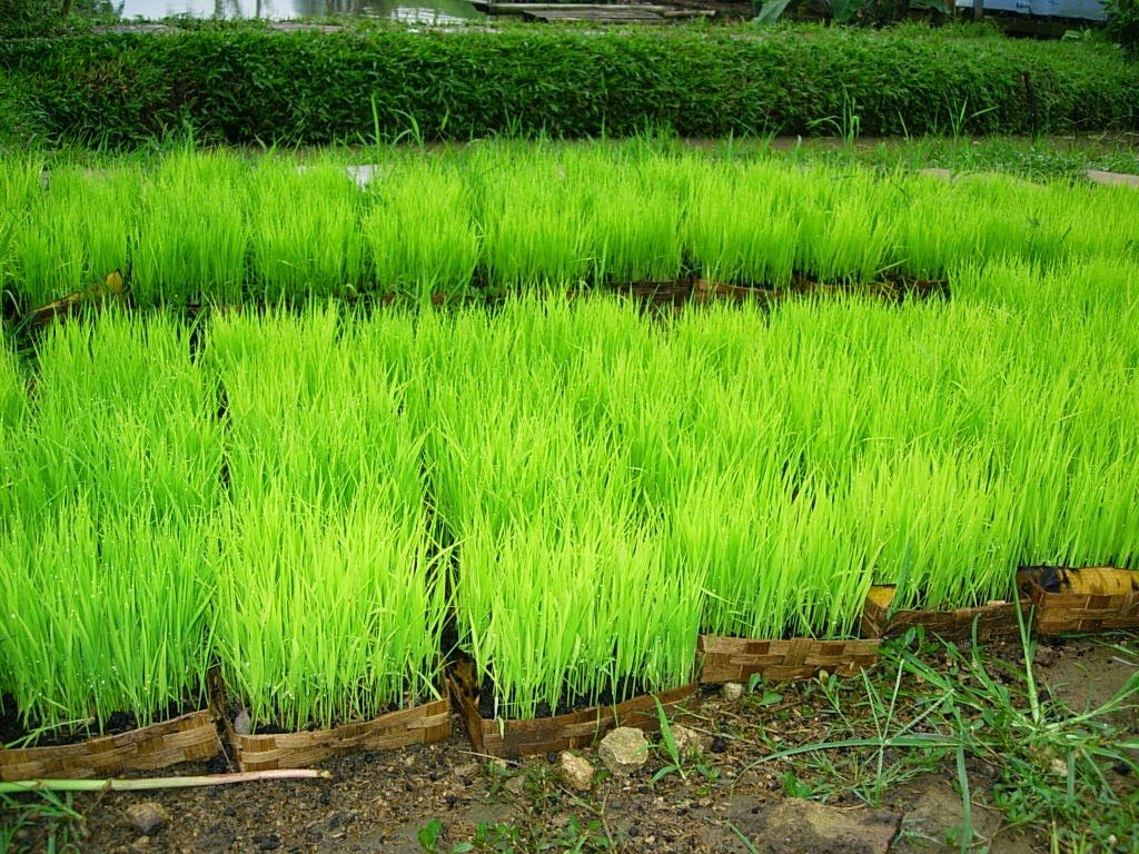 Penyemaian-Benih-Padi-Hasil-Berkualitas