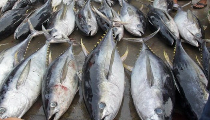 Ekspor-Ikan-Tangkapan-Nelayan-ke-3-Negara