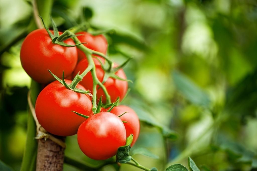 Mana-yang-benar-Tomat-buah-atau-sayuran?