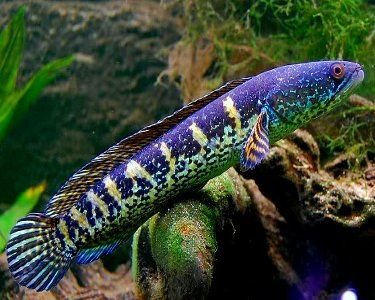Fakta-Ikan-Hias-Channa-Yang-Sedang-Populer