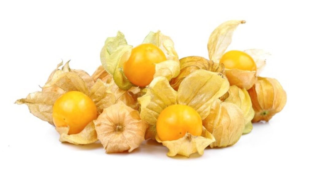 Manfaat-Buah-Ciplukan-untuk-Kesehatan-Tubuh