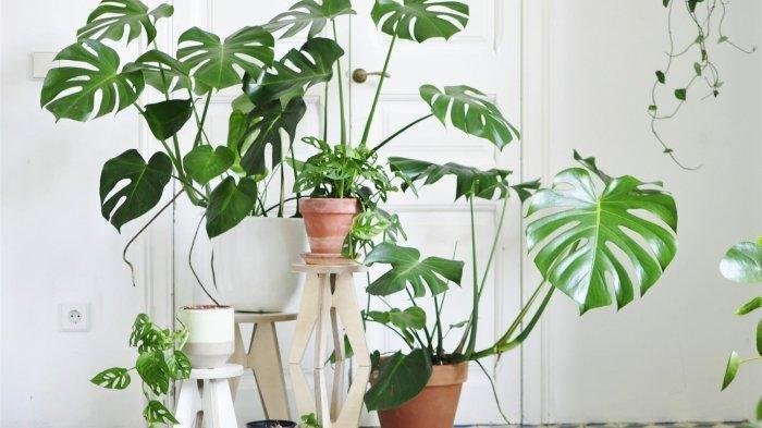 Tips-Merawat-Monstera-Agar-Sehat-dan-Segar
