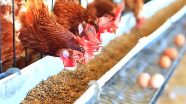Cara-Memulai-Usaha-Ayam-Petelur-untuk-Pemula