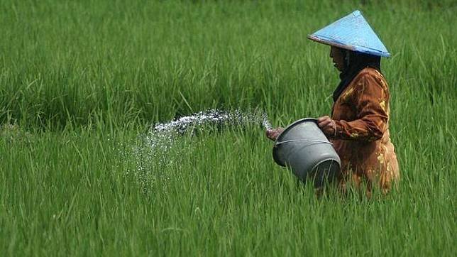 Petani-Keluhkan-Stok-Pupuk-Subsidi