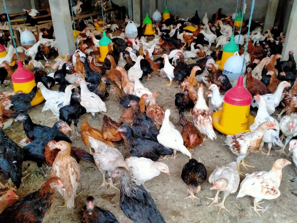 Sejarah-Peternakan-Ayam-Buras-di-Indonesia