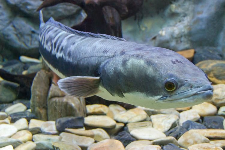 Ikan-Gabus-Mampu-Sembuhkan-Luka-Diabetes