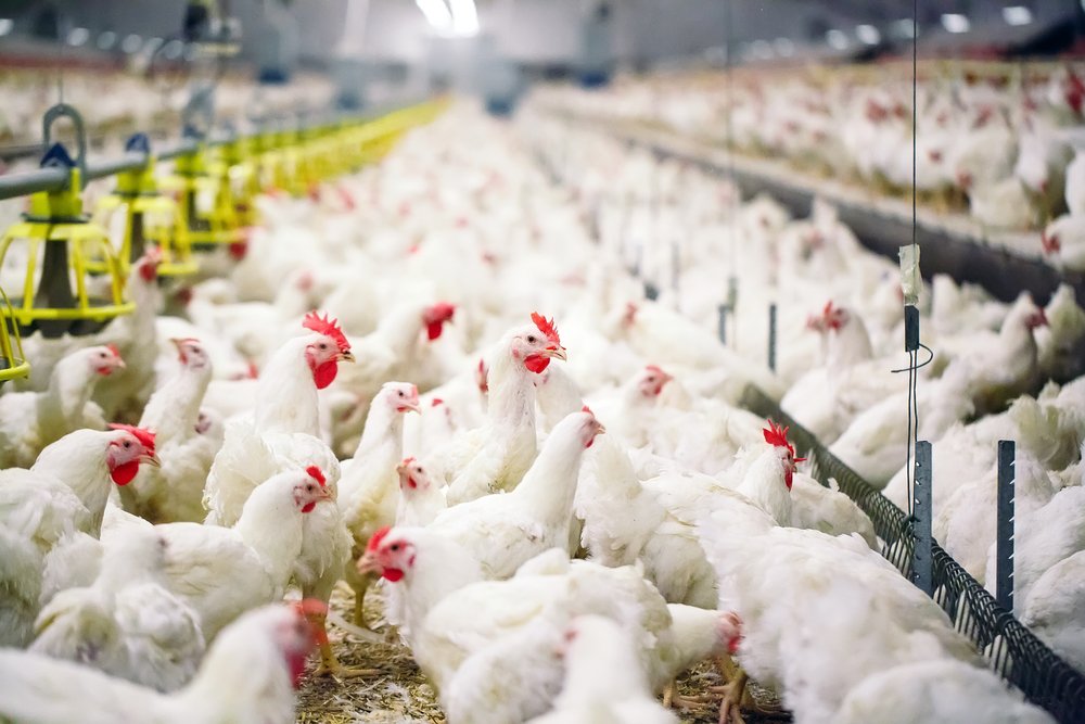 Sosialisasi-Pembinaan-Peternak-Ayam-Broiler