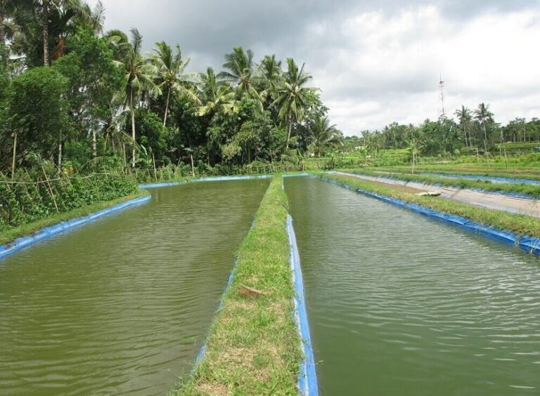 Pentingnya-Sterilisasi-Kolam-atau-Tambak-Ikan