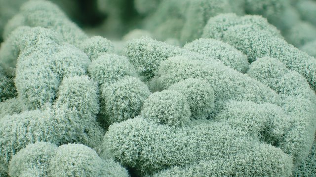 Manfaat-Jamur-Trichoderma