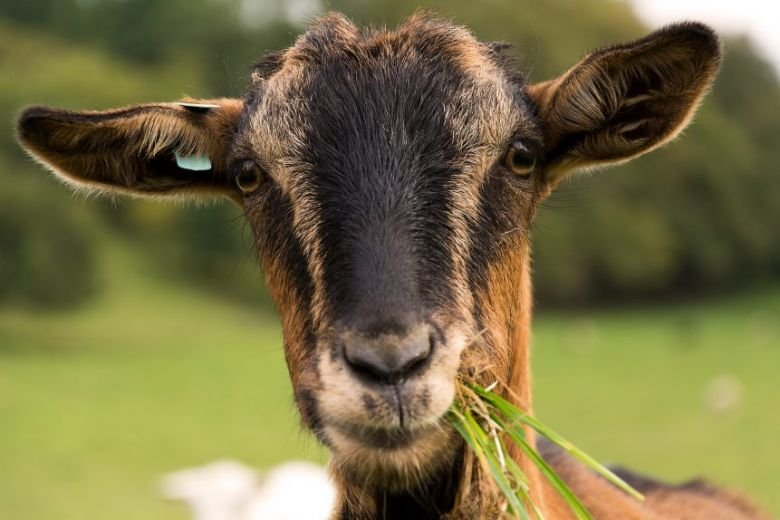 Jenis-Kambing-Ternak-yang-Menguntungkan