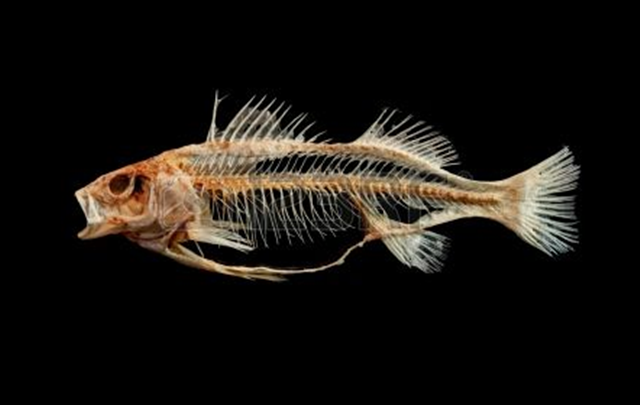 Manfaat-Limbah-Tulang-Ikan
