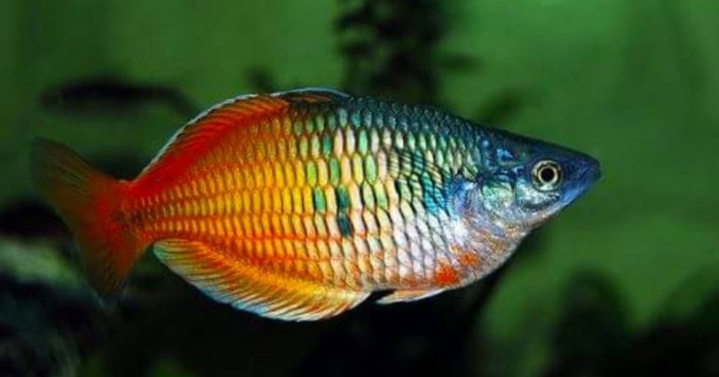 Mengenal-Rainbow-Fish-&-Tips-Pemeliharaannya
