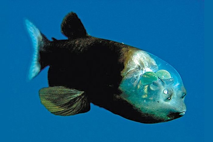Fakta-Unik-Ikan-Barreleye-Berkepala-Transparan