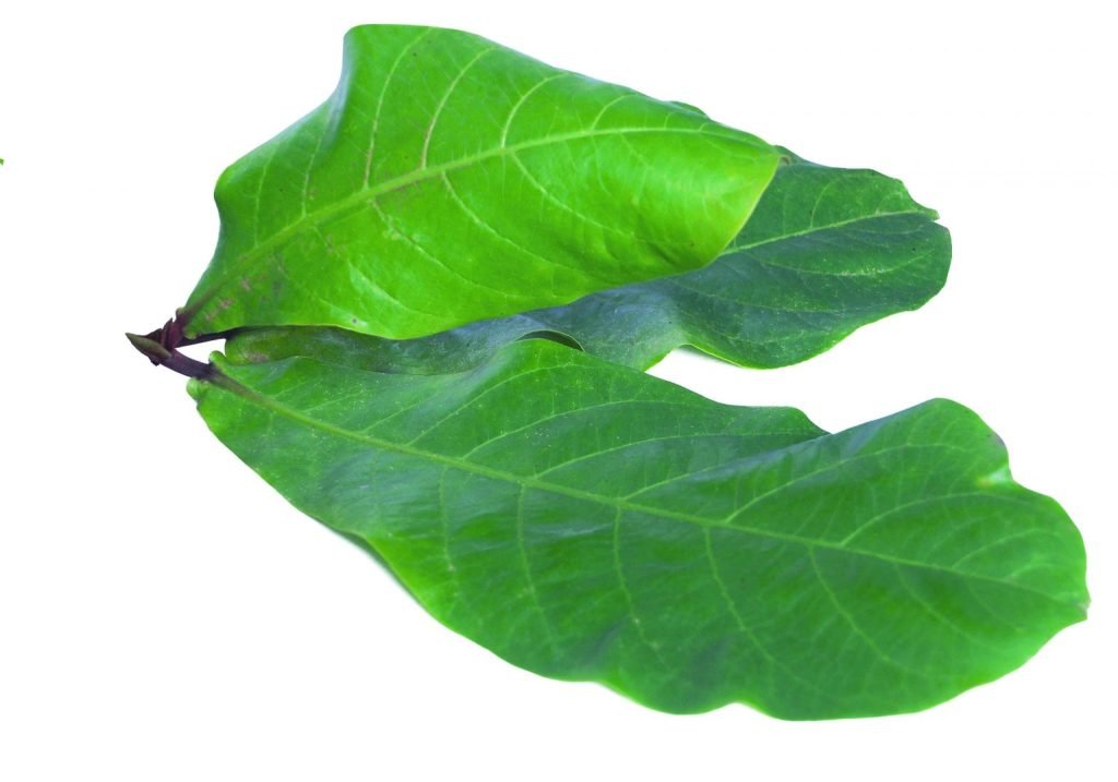 Manfaat-Daun-Ketapang-untuk-Perikanan