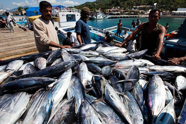 5-Jenis-Ikan-yang-Berpotensi-Perikanan-Tangkap