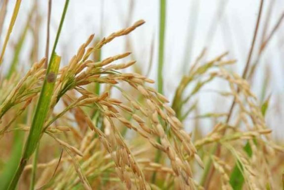 Benih-Padi-Hibrida-Inbrida-Unggulan-Bagi-Petani
