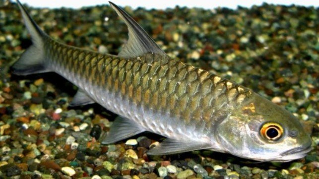 Mengenal-Ikan-Jurung-Ikan-Langka-Dari-Aceh