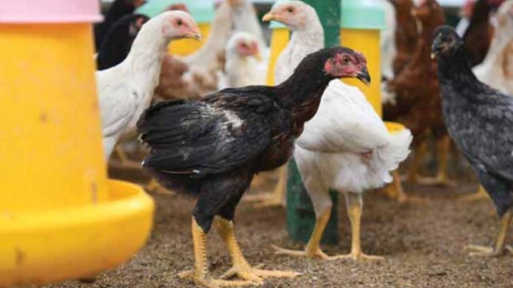Ayam-Kamper-Ayam-Lokal-Multiguna