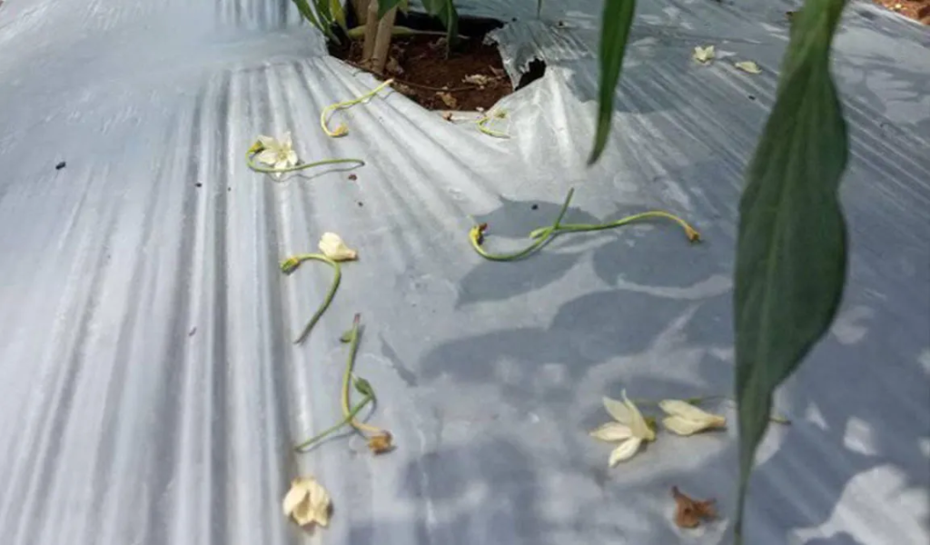 Cegah-Kerontokan-Bunga-dan-Buah-Pada-Cabai