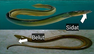 Perbedaan-Ikan-Sidat-&-Belut-Yang-Tampak-Mirip