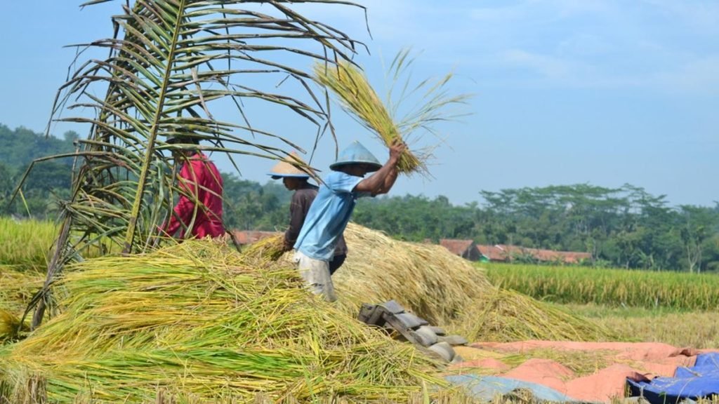 Cara-Meningkatkan-Hasil-Panen-Padi