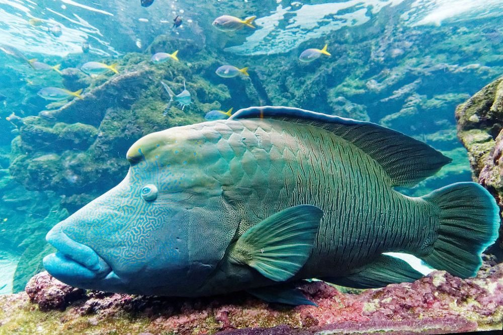 MENGENAL-IKAN-NAPOLEON-IKAN-RAKSASA