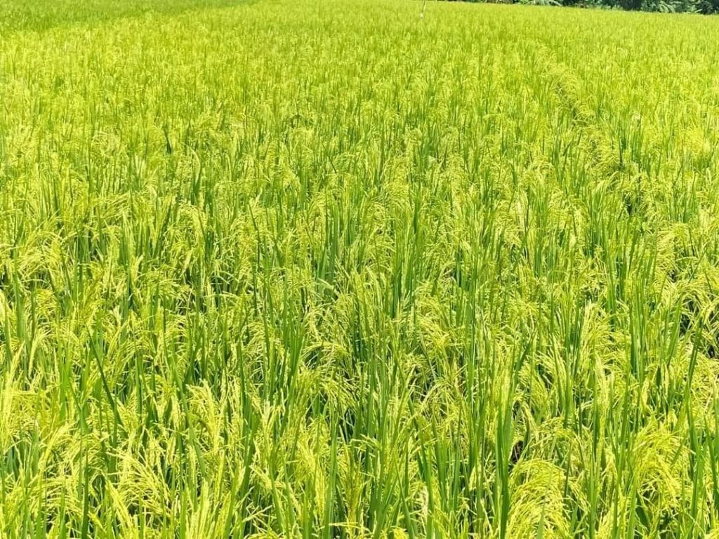 KEUNGGULAN-PADI-SRIKANDI-JUMBO