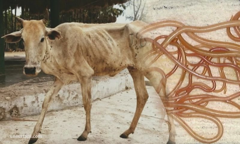 MENGATASI-PENYAKIT-CACINGAN-PADA-SAPI