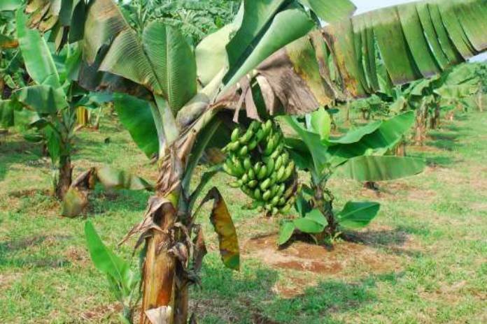 CEGAH-LAYU-FUSARIUM-PADA-PISANG