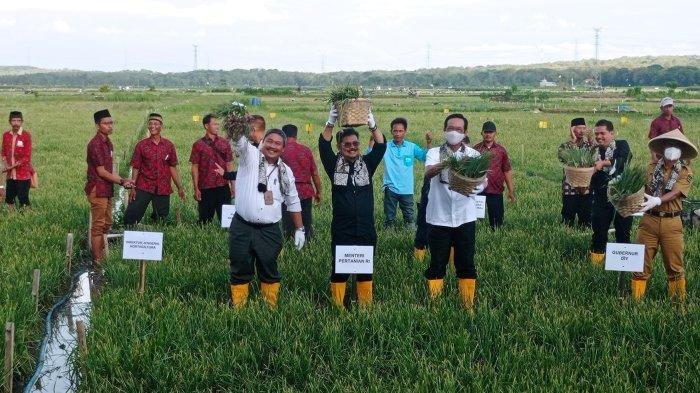 Mentan-Panen-Bawang-Merah-di-Kulon-Progo