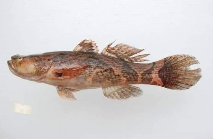 Mengenal-Ikan-Betutu-Si-Ikan-Malas