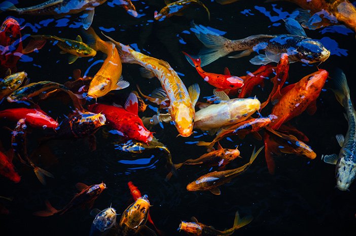 Penyakit-yang-Rentan-Dialami-Ikan-Peliharaan