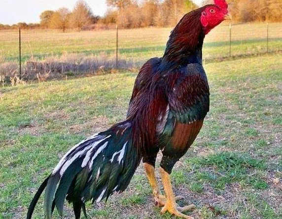 Mengenal-Ayam-Shamo-yang-Harganya-Fantastis