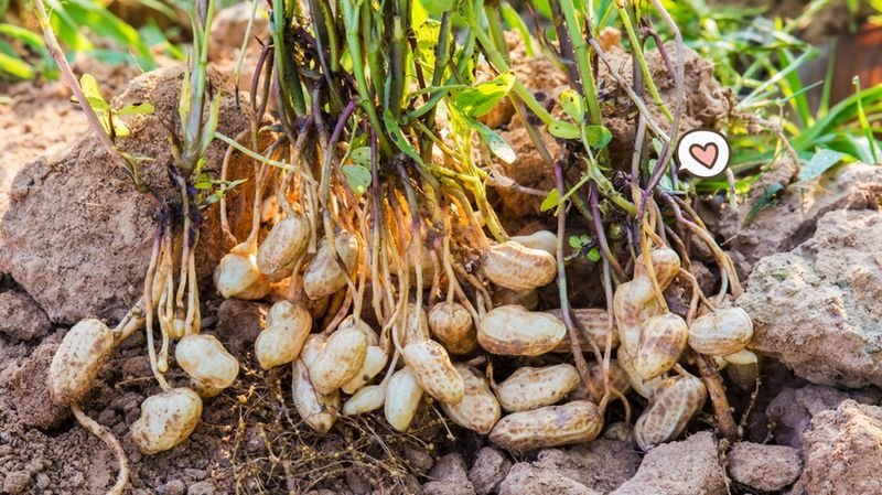 JENIS-KACANG-TANAH-UNTUK-LAHAN-MASAM
