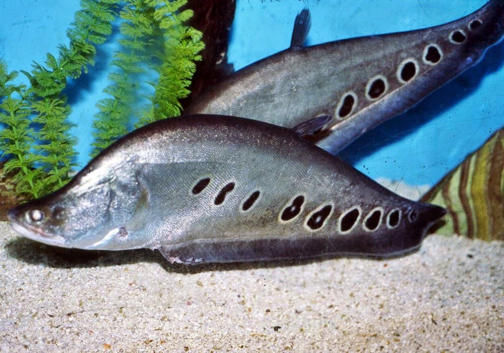 Ikan-Belida-Bahan-Pempek-Yang-Mulai-Punah