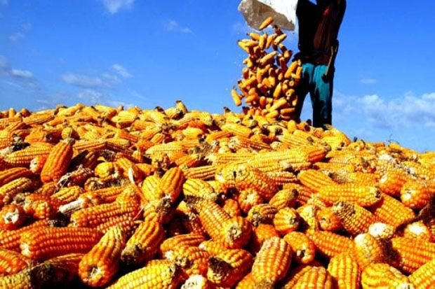 Produksi-Jagung-Surplus-Tapi-harga-mahal