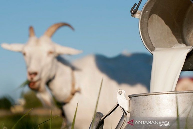 Manfaat-Susu-Kambing-Yang-Baik-Untuk-Tubuh