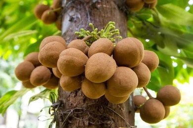 Manfaat-Buah-Kepel-Untuk-Kesehatan