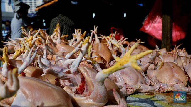 5-Provinsi-Sentra-Produksi-Daging-Ayam-Ras