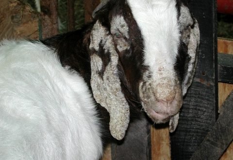 Mencegah-Kambing-dari-Penyakit-Kudis