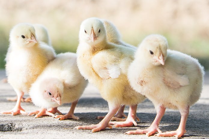 Tips-Mencegah-Kematian-DOC-Ayam-Broiler