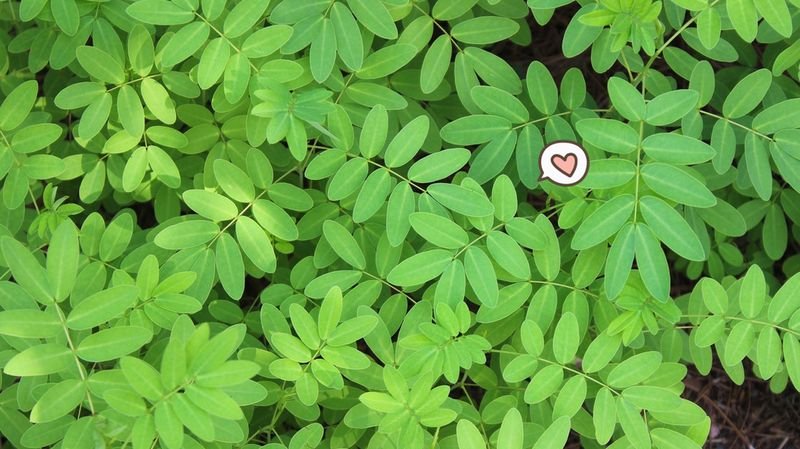 Mengenal-Indigofera-Sp-Sebagai-Pakan-Ternak