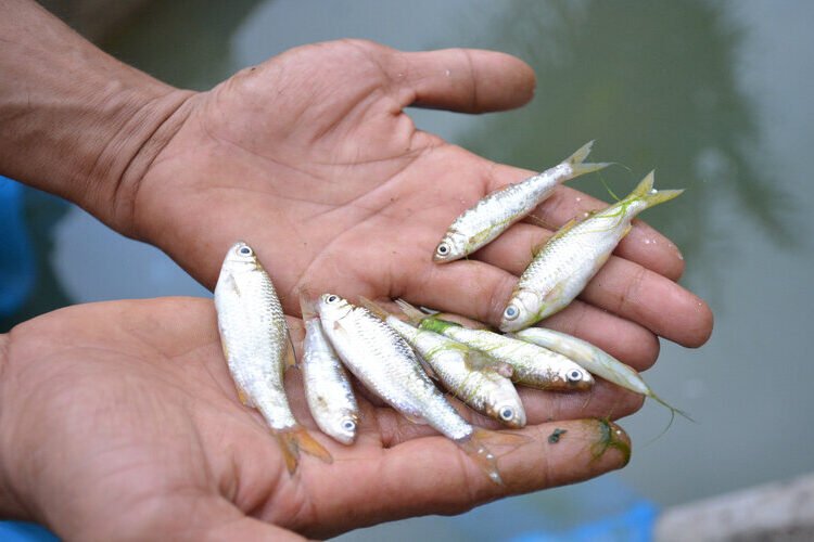 Populasi-Ikan-Bilih-Endemik-Semakin-Terancam