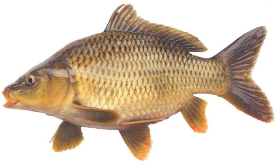 Keunggulan-Ikan-Mas-Punten-Andalan-Kota-Batu