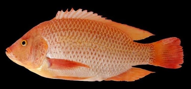 Jenis-Ikan-Nila-Baru-yang-Lebih-Unggul