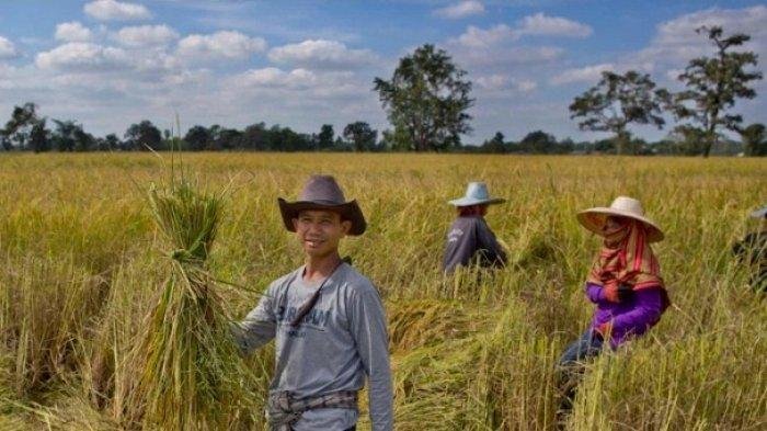 Kementan-Bantu-Program-Peternakan-Kaltara