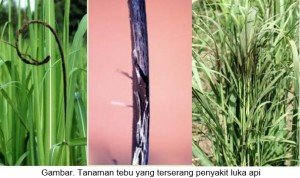 MENGENAL-PENYAKIT-LUKA-API-PADA-TEBU