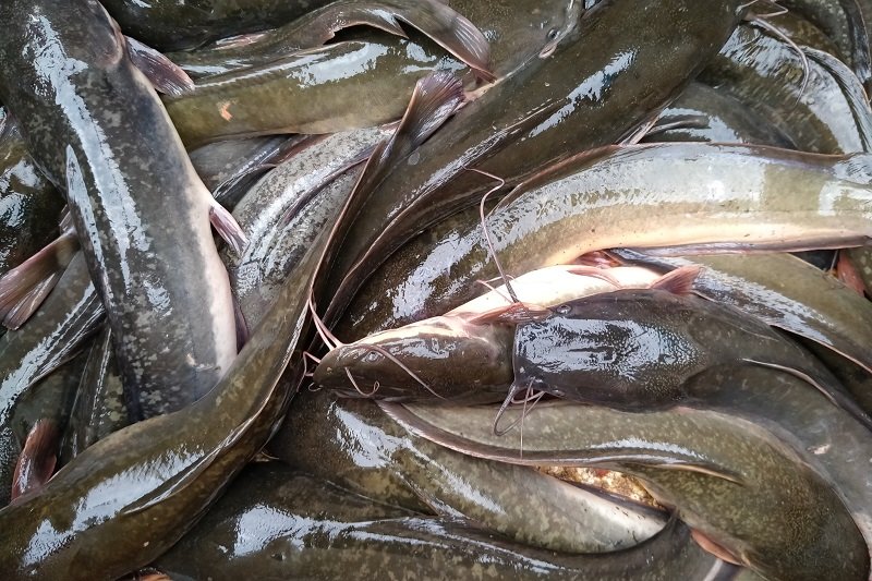 Cegah-Ikan-Lele-Mati-dengan-Daun-Kipahit